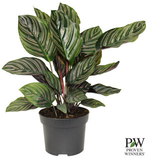 Calathea 'Beauty Star' PW