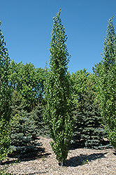 Birch, White 'Parkland Pillar'