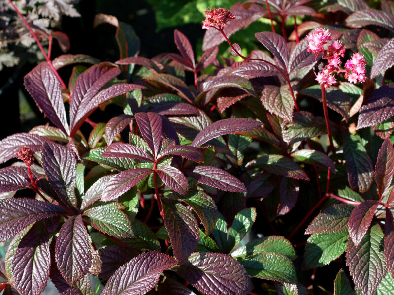 Rodgersia 'Bronze Peacock'