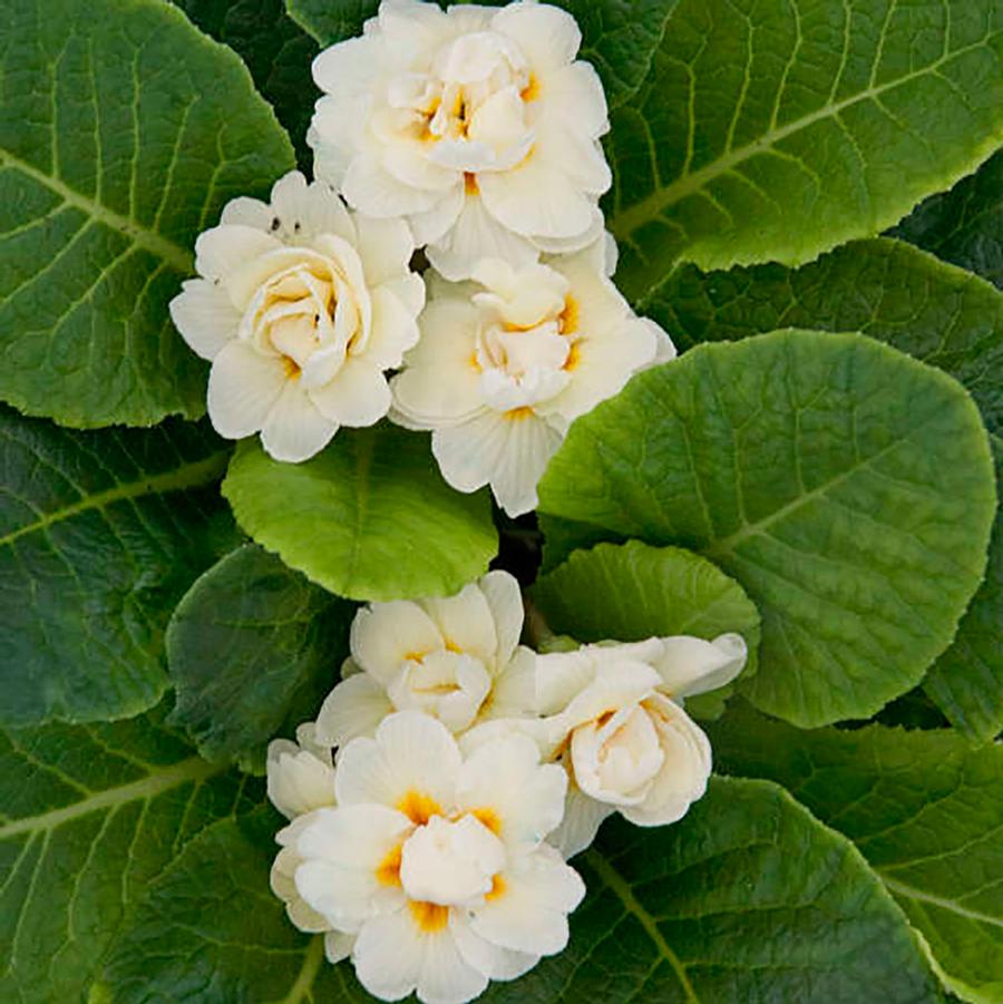 Primrose, Double 'Belarina Cream'