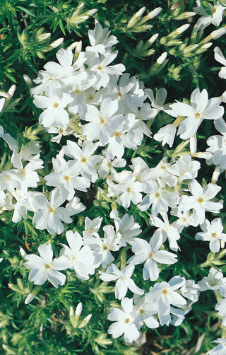 Moss Phlox 'White Delight'