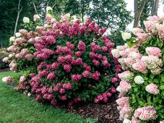 Hydrangea Tree Form 'Fire Light'