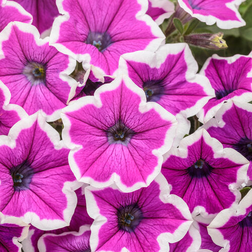 PW 4.25" Petunia Supertunia