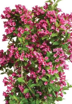 Weigela 'Tower of Flowers Cherry'