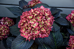 Hydrangea 'Eclipse'