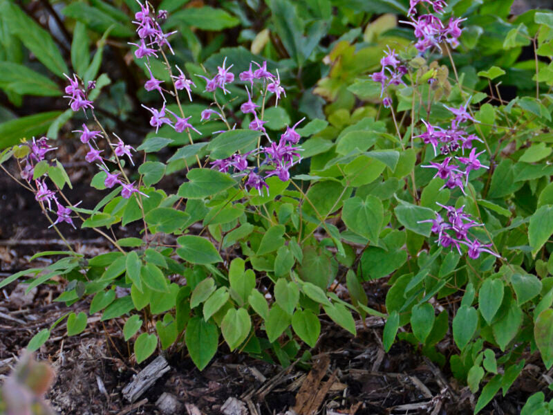 Barrenwort 'Lilafee' 'Lilac Fairy'