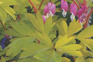 Bleeding Heart 'Gold Heart'