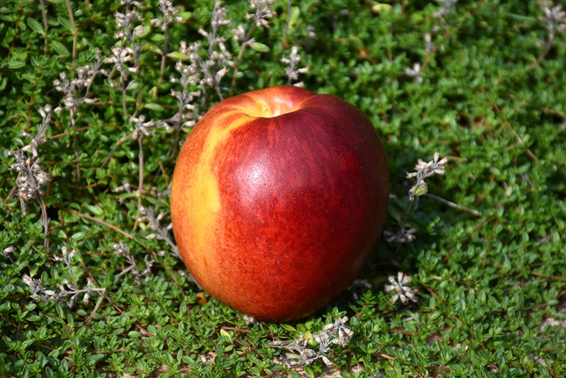 Nectarine 'Hardired'