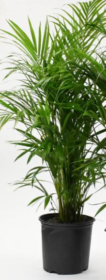 Palm Areca