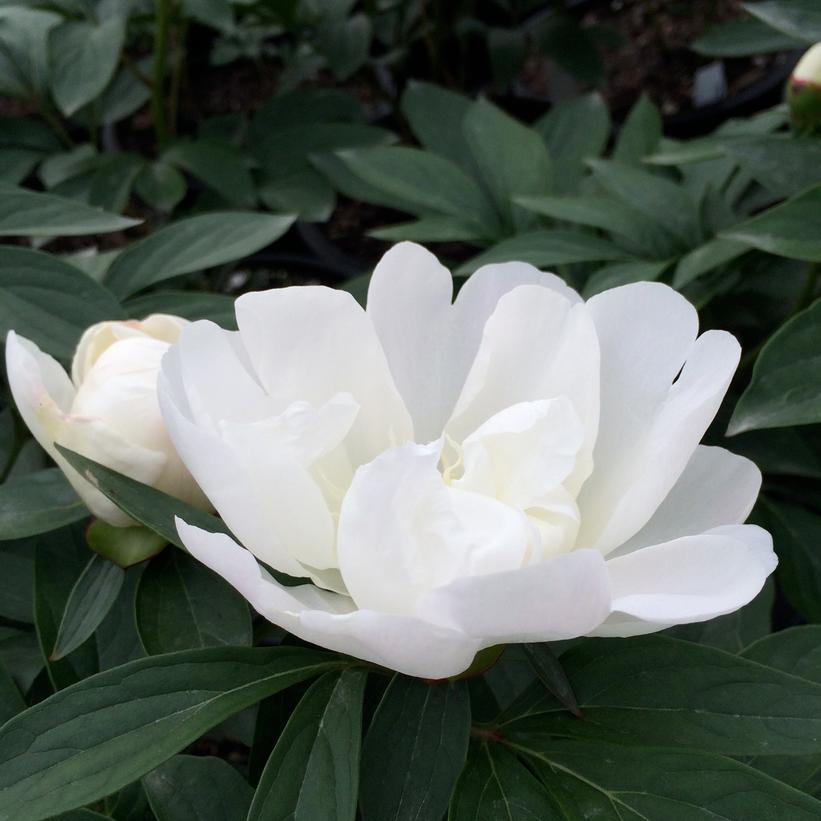 Peony, Patio 'Madrid'