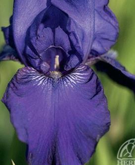 Iris 'Halston'