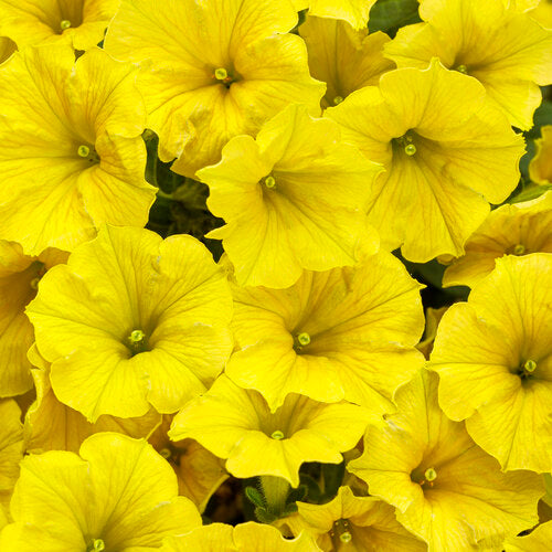 PW 4.25" Petunia Supertunia