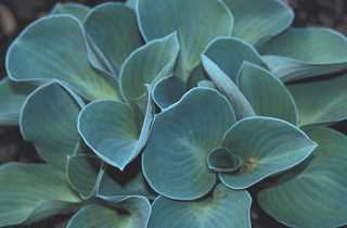 Hosta 'Blue Mouse Ears'