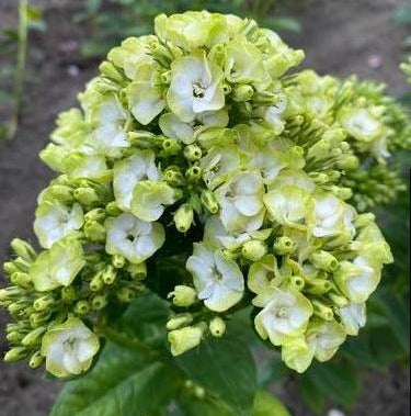 Phlox ‘Orchid Green’
