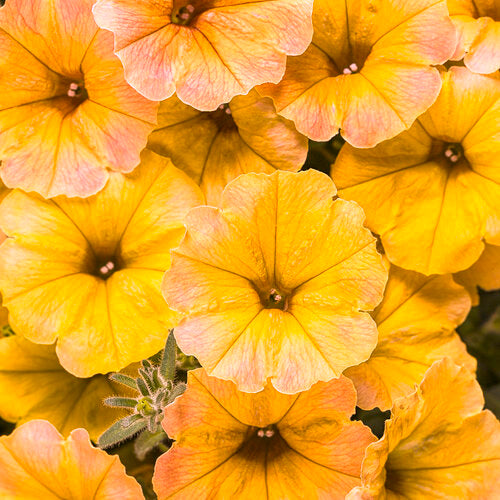 PW 4.25" Petunia Supertunia