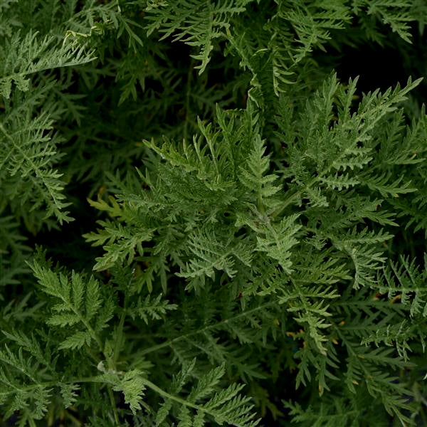 Artemisia 'SunFern Arcadia'