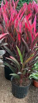 Cordyline 'Maria' 10"