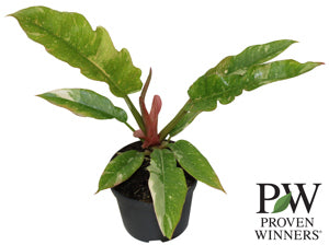 Philodendron 'Golden Girl' PW