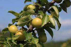 Pear, Asian 'Shinseiki'