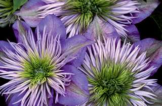 Clematis Combo 'Crystal Fountain & Samaritan Jo'