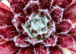 Hens & Chicks, Chick Charms 'Cosmic Candy'