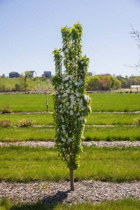 Crabapple 'Green Wall'