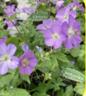 Geranium, Wild Cranesbill
