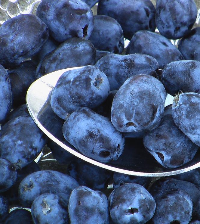 Honeyberry 'Borealis'