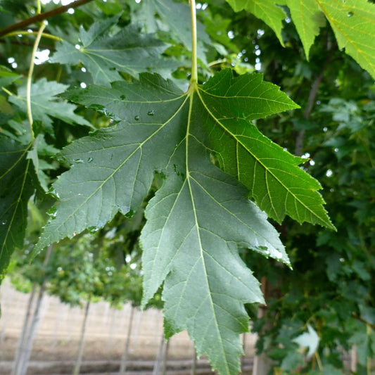 Maple 'Celebration'