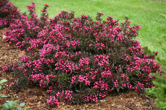 Weigela 'Spilled Wine' PW