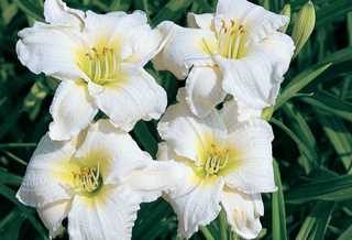 Daylily 'Gentle Shepherd'