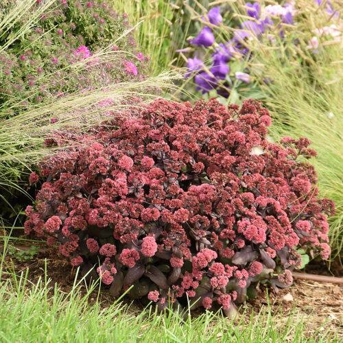 Sedum 'Rock N Grow Midnight Velvet' PW