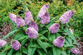 Butterfly Bush 'Pugster Amethyst' PW