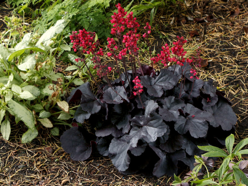 Coral Bells 'Black Forest Cake'