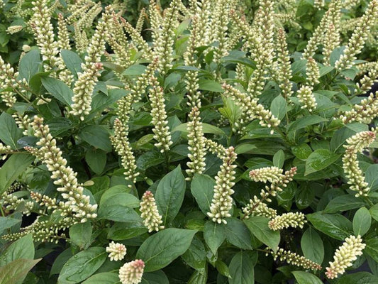 Sweetspire 'Fizzy Mizzy' PW