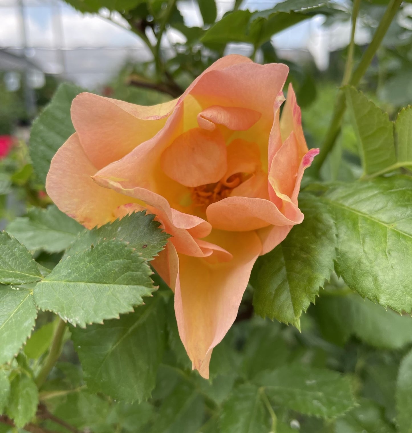 Rose 'Chinook Sunrise'