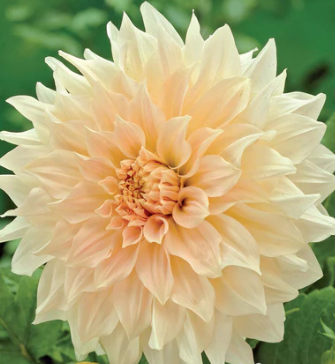 Dahlia, Dinnerplate 'Cafe au Lait' - Bulb