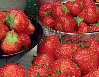 Strawberry, Everbearing 'Albion' - Bare Root