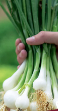 Onion, Green Scallions - Bulb Set