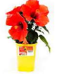 Tropical Hibiscus - 1 quart