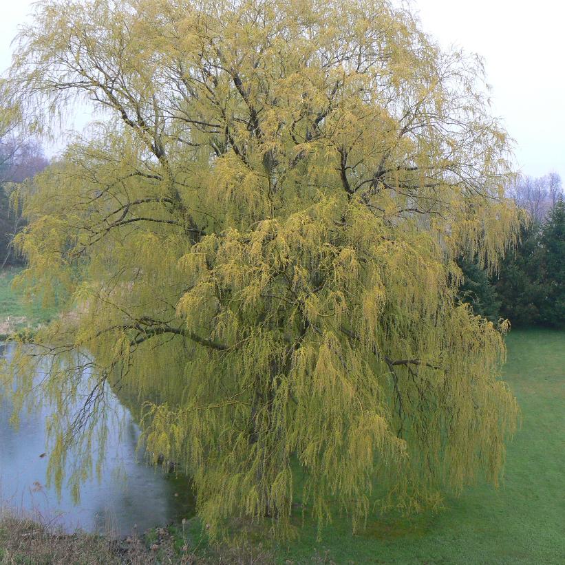 Golden Weeping Willow