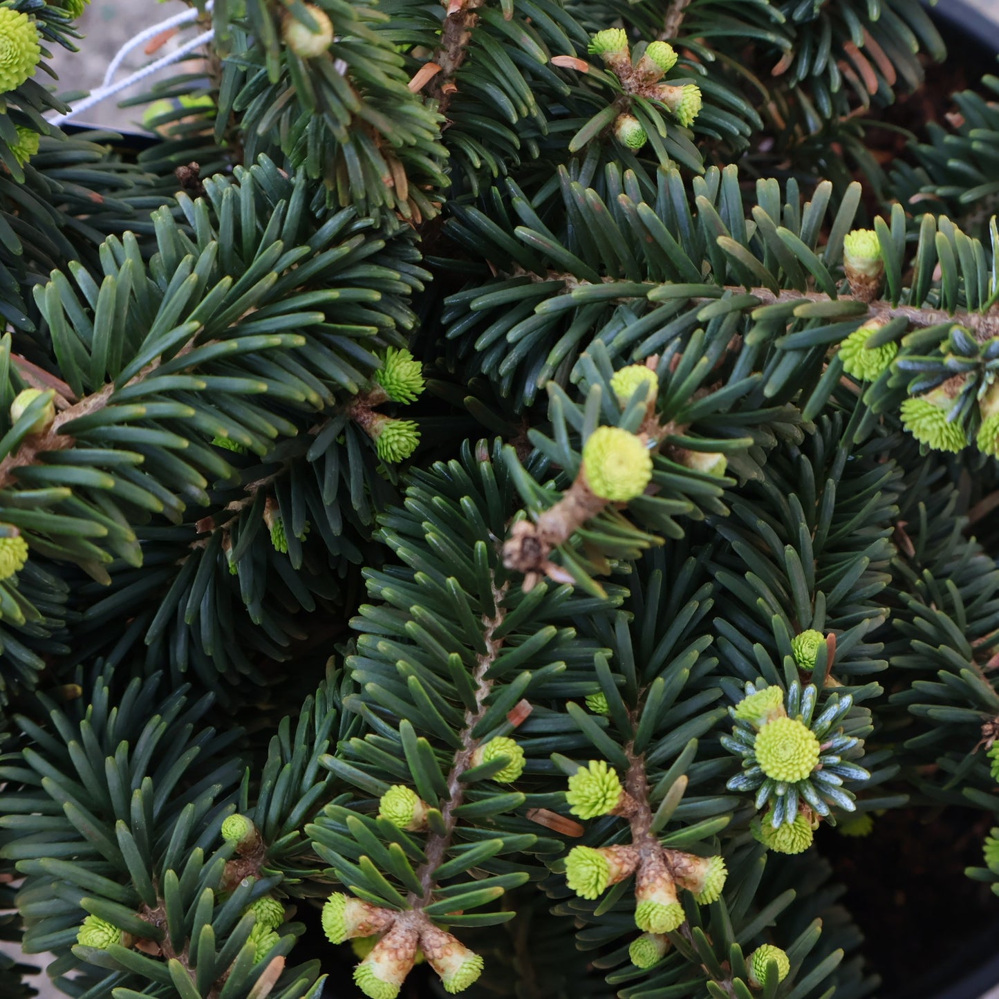 Balsam Fir, Dwarf 'Nana'