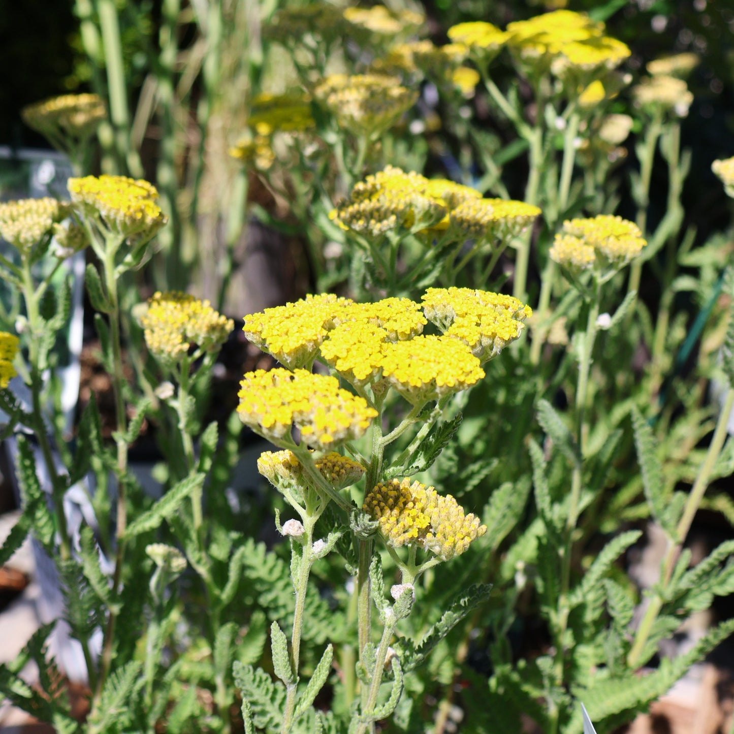 Yarrow ‘Sassy Summer Lemon’