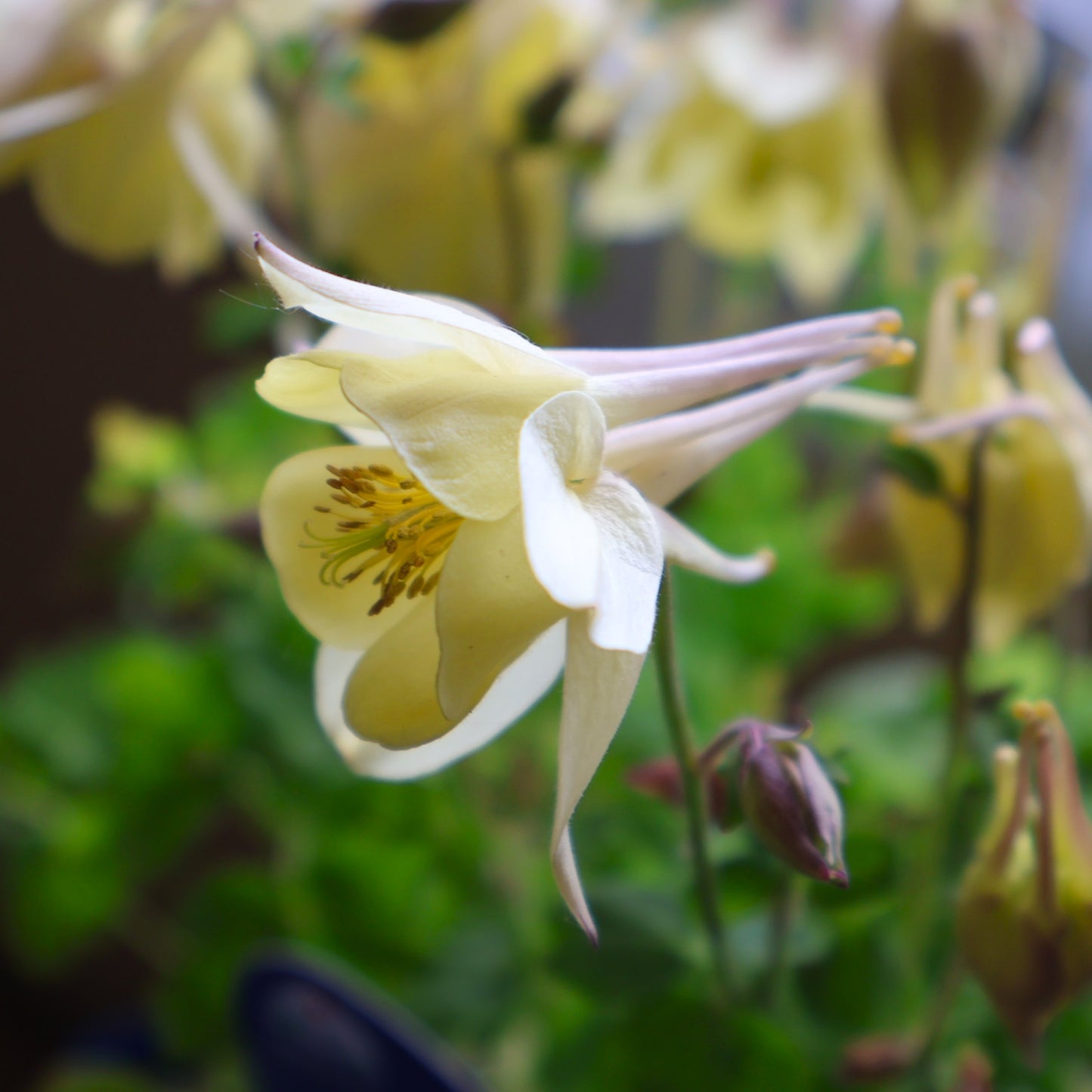 Columbine 'Spring Magic Yellow'