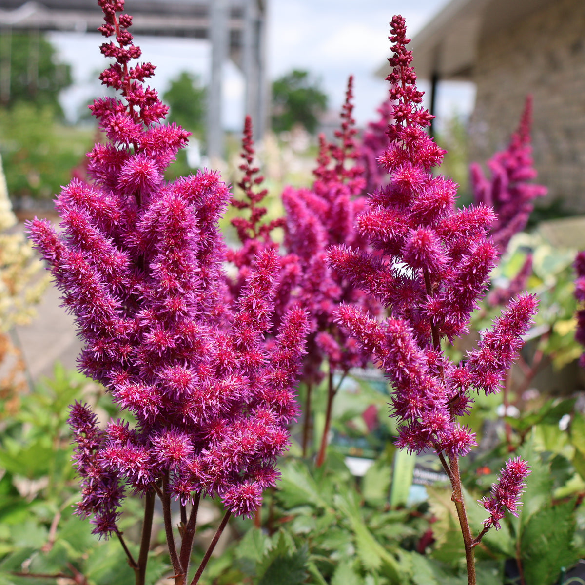 Astilbe ' Visions in Red '