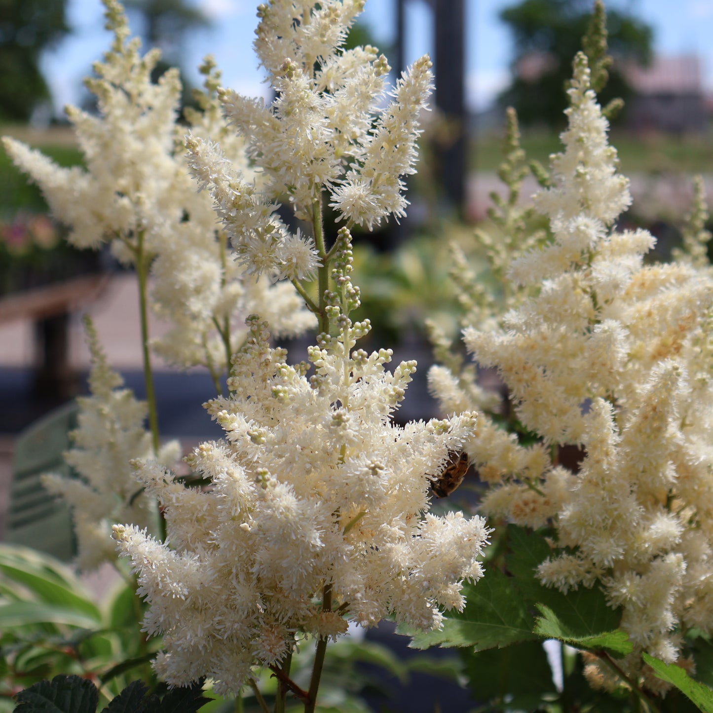 Astilbe 'Visions in White Delight'