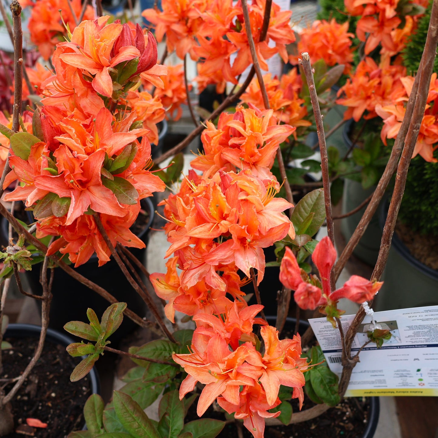 Azalea 'Mandarin Lights'