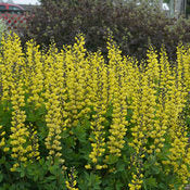 False Indigo, Decadence 'Lemon Meringue' PW