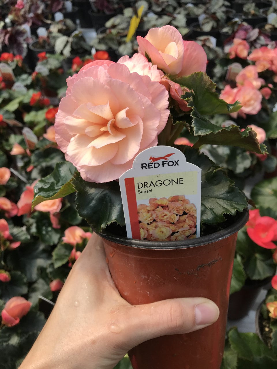 Dragone Sunset Begonia in 4" pot at Lucan Country Gardens