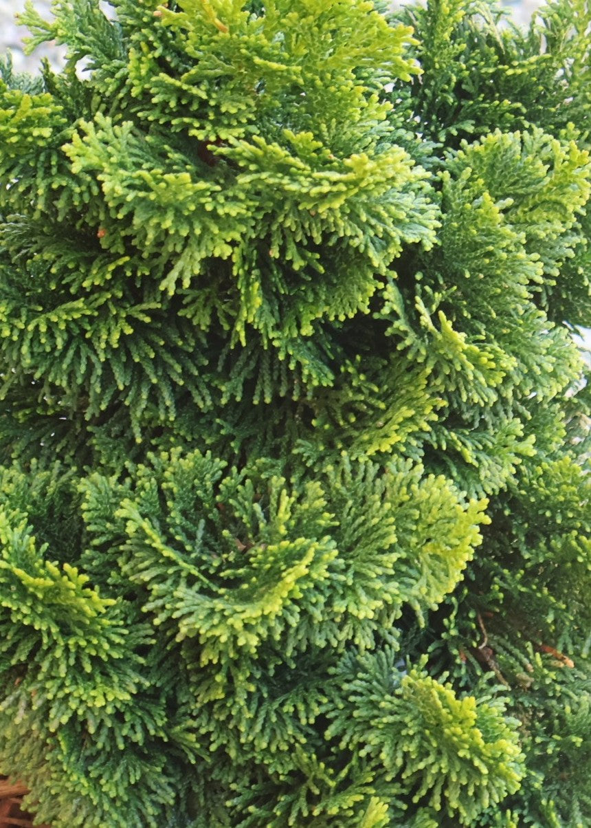 Dwarf Hinoki Falsecypress 'Nana Gracilis'